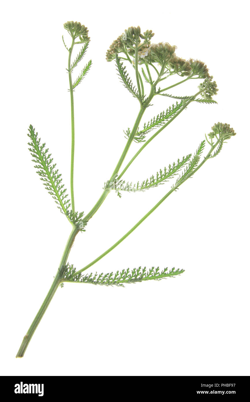 Common Yarrow (Achillea millefolium) Foto de stock