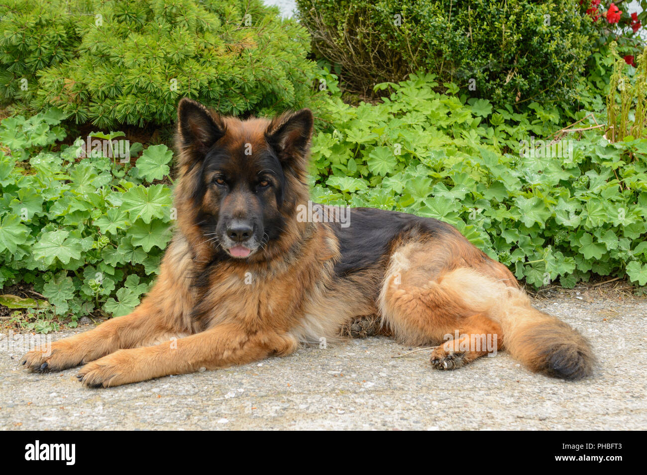 El perro pastor alemán está atento al suelo Foto de stock