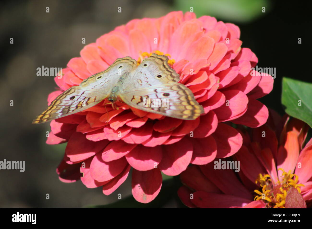 Mariposa Pavo Real blanco descansando sobre una Zinnia flor rosa Foto de stock