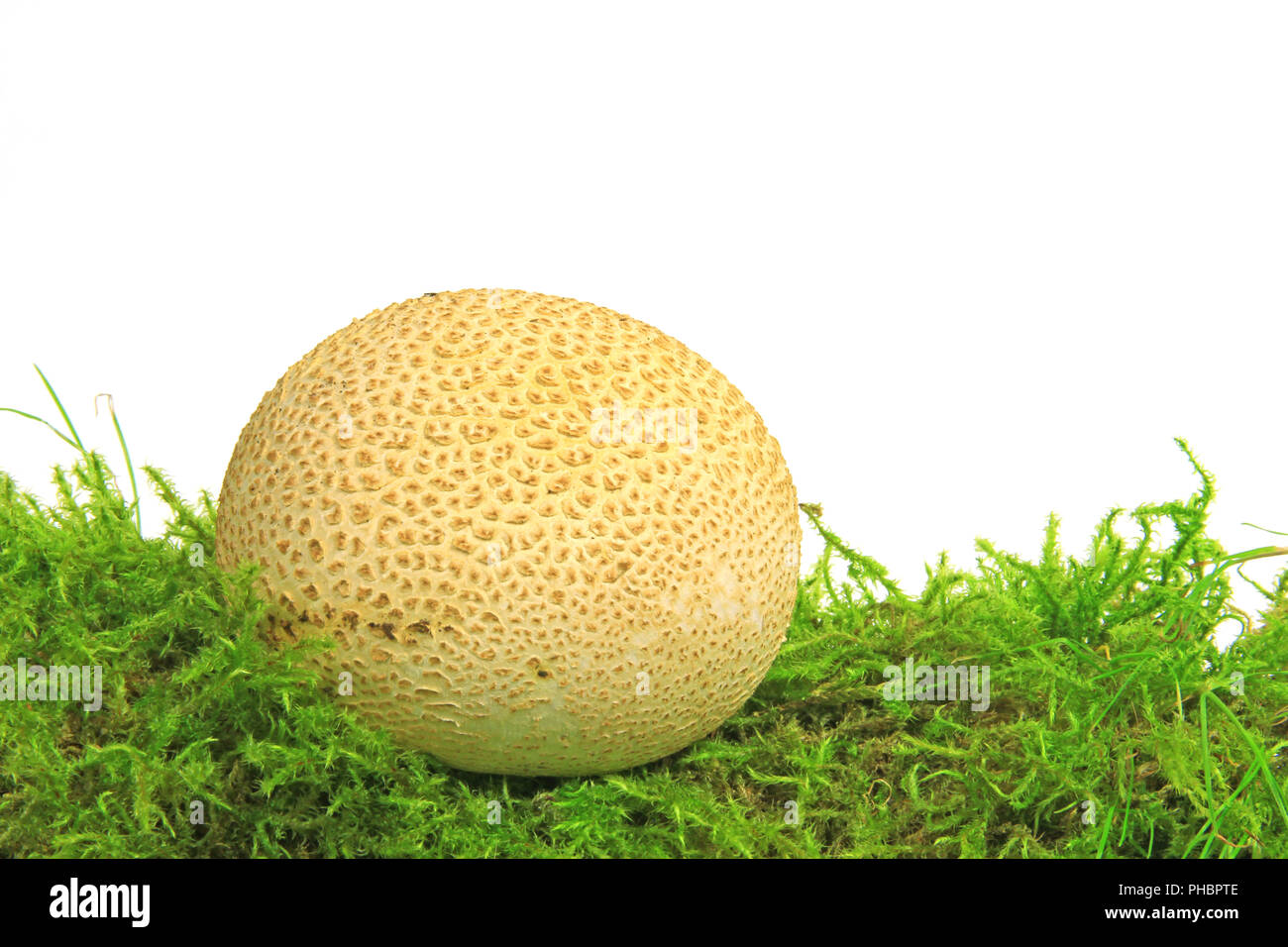 Earthball común (escleroderma citrinum) Foto de stock
