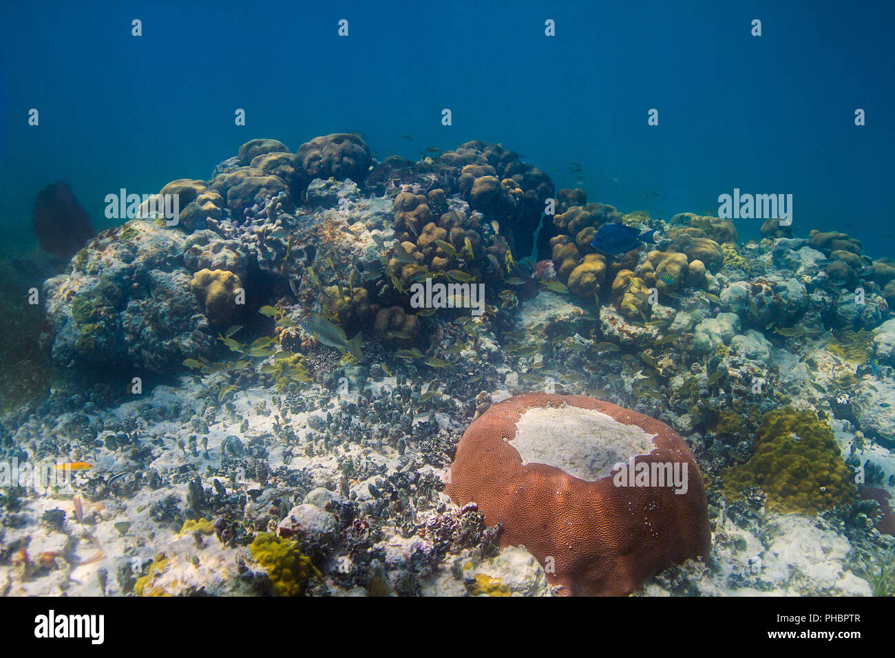 La vida marina en el arrecife. Foto de stock