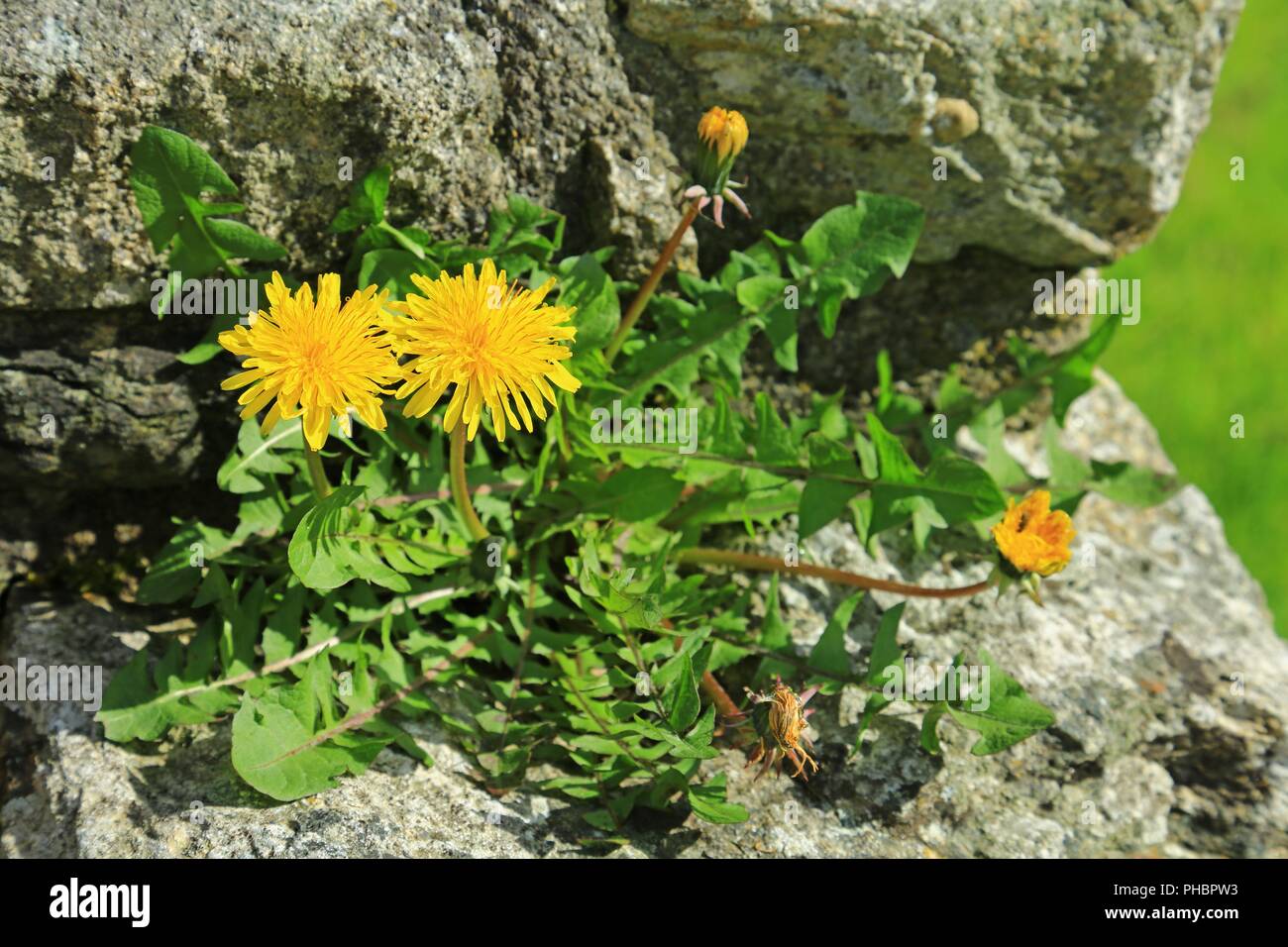 Diente de león (Taraxacum officinale) Foto de stock