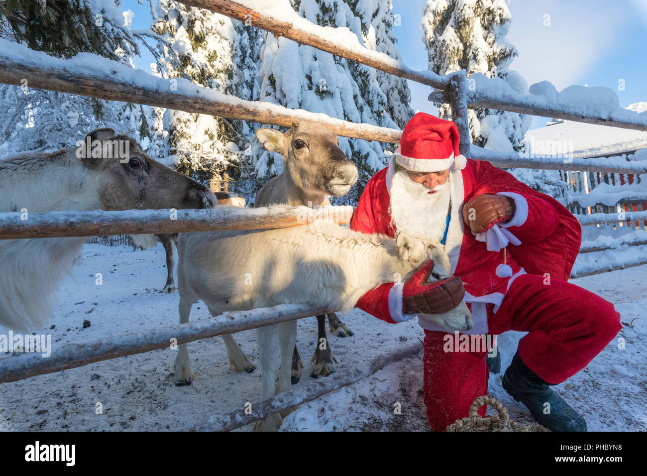 Santa Claus acaricia el reno (Ruka Kuusamo), región de Ostrobotnia Septentrional, Laponia, Finlandia, Europa Foto de stock