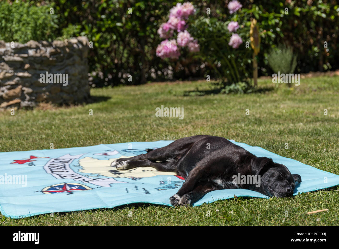 Perro Negro tomando el sol en la pradera en una toalla de baño Foto de stock