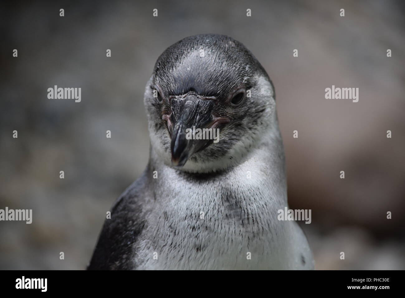 En el zoo de pingüino Foto de stock