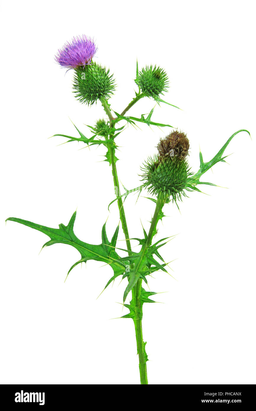 Cardo común (Cirsium vulgare) Foto de stock