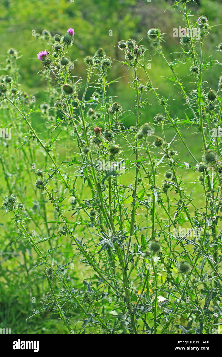 Cardo común (Cirsium vulgare) Foto de stock