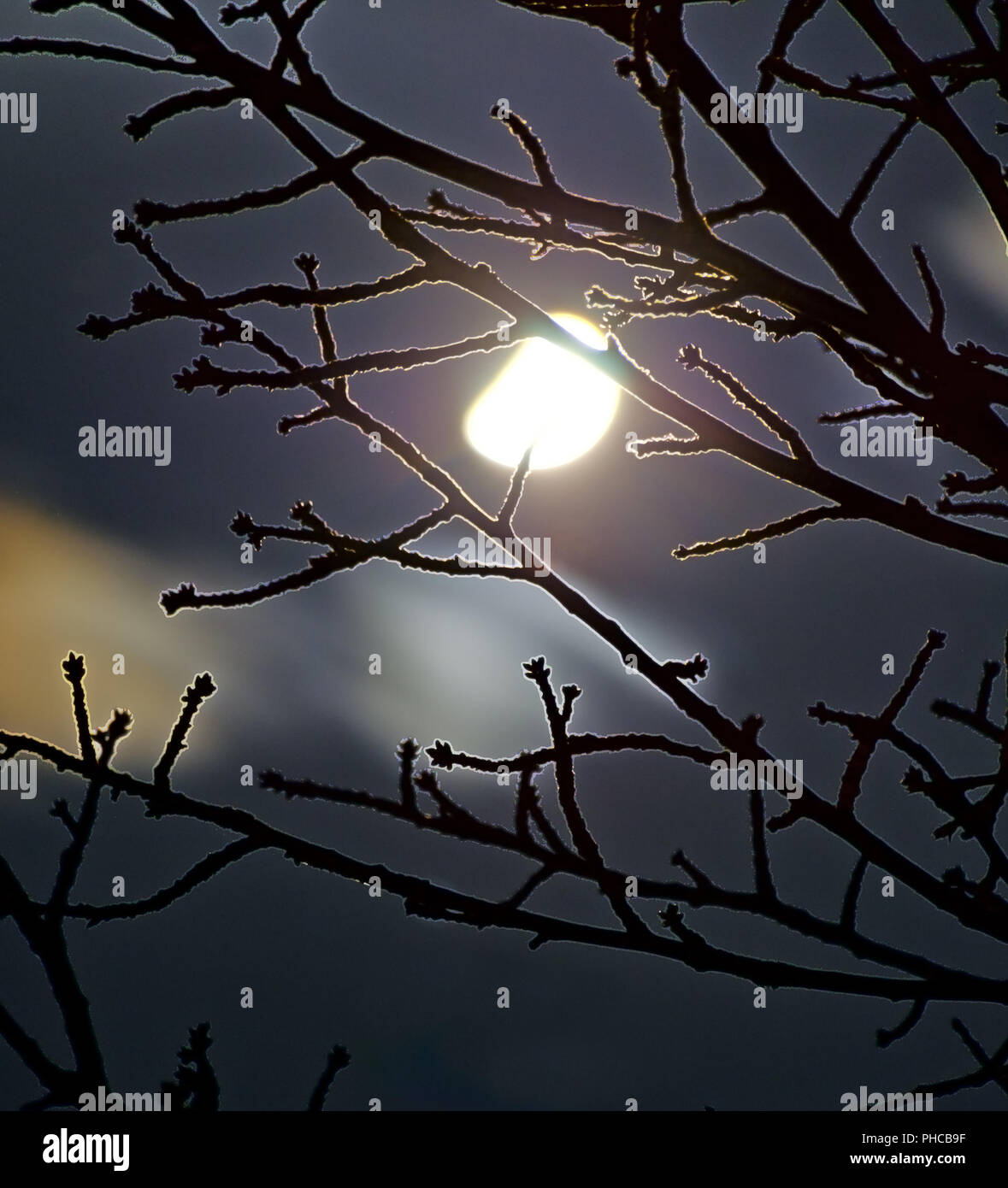 Luna detrás deshojado ramas Foto de stock