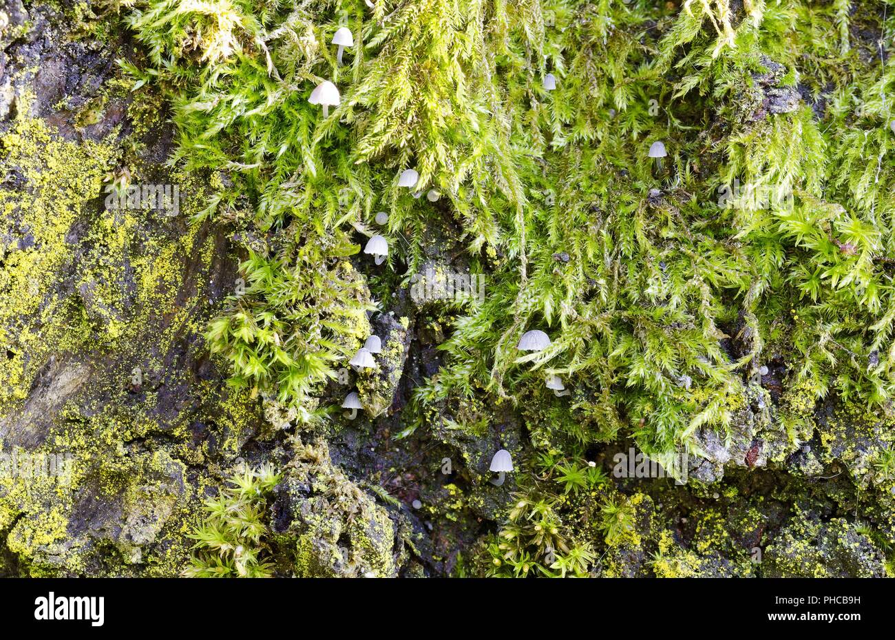 Moss y champiñones. Foto de stock