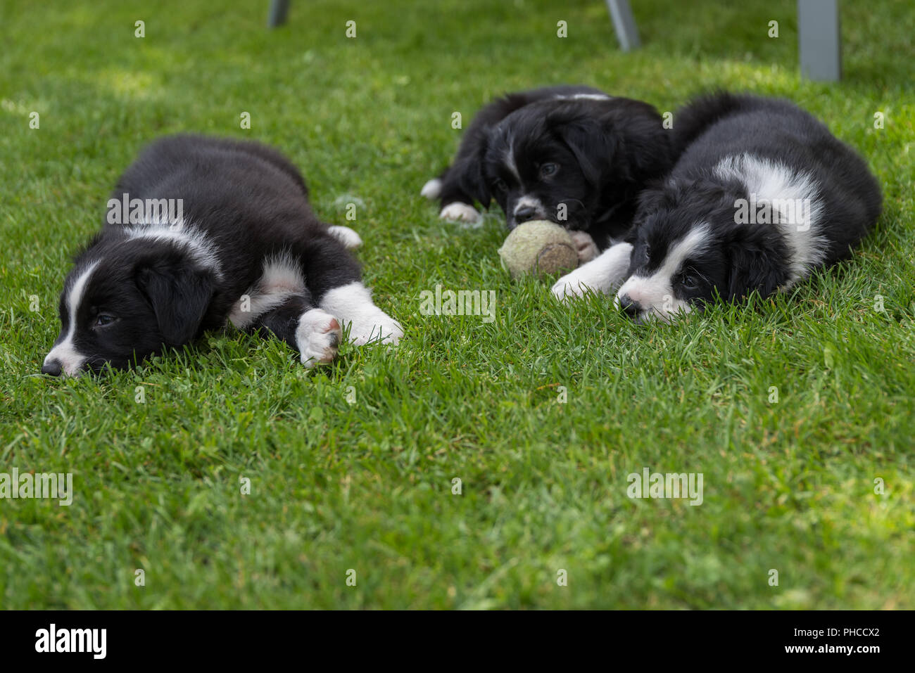 Tres cachorros de Sleepy disfrutar tumbado en la hierba Foto de stock