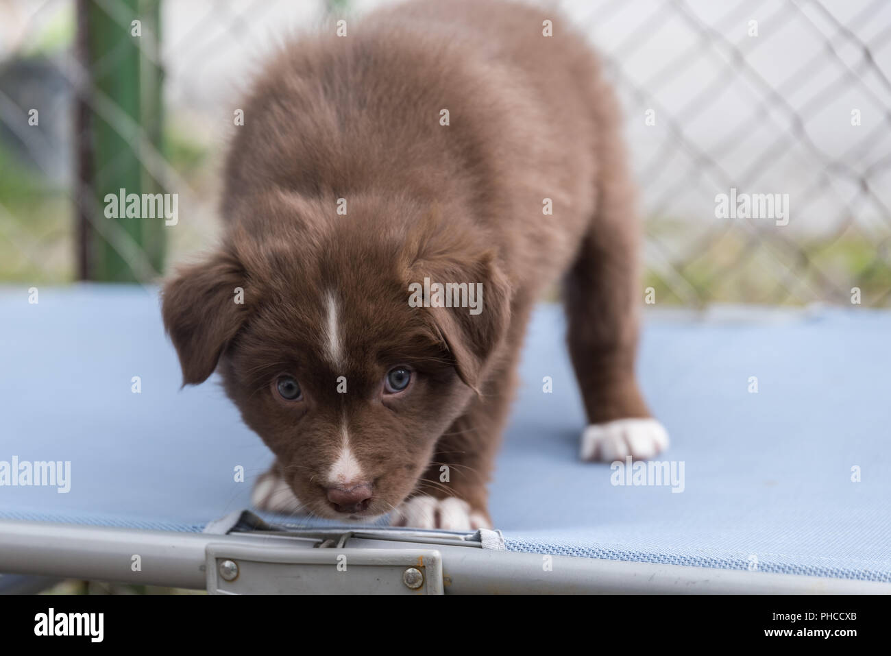 Miradas curiosas un cachorro de perro de pastor australiano - close-up Foto de stock