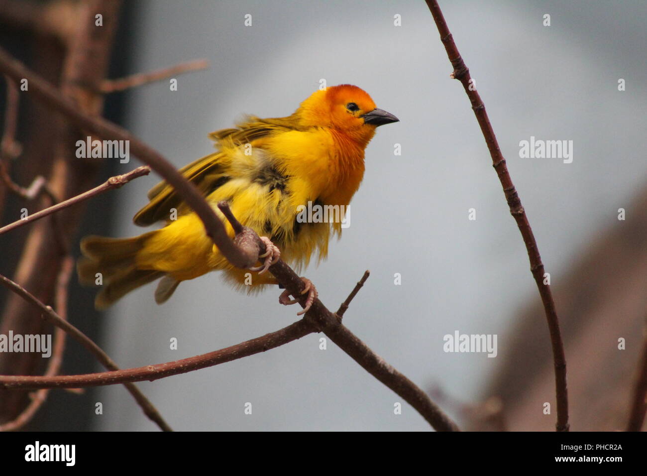 Un Tejedor Taveta pájaro con plumas erizadas Foto de stock
