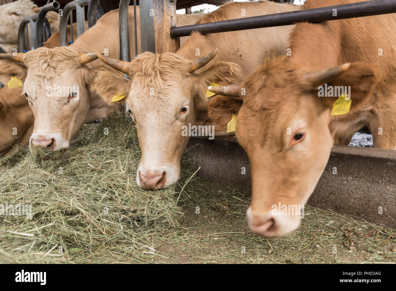 Las vacas comen heno en el establo - Cierre de mantenimiento de ganado Foto de stock