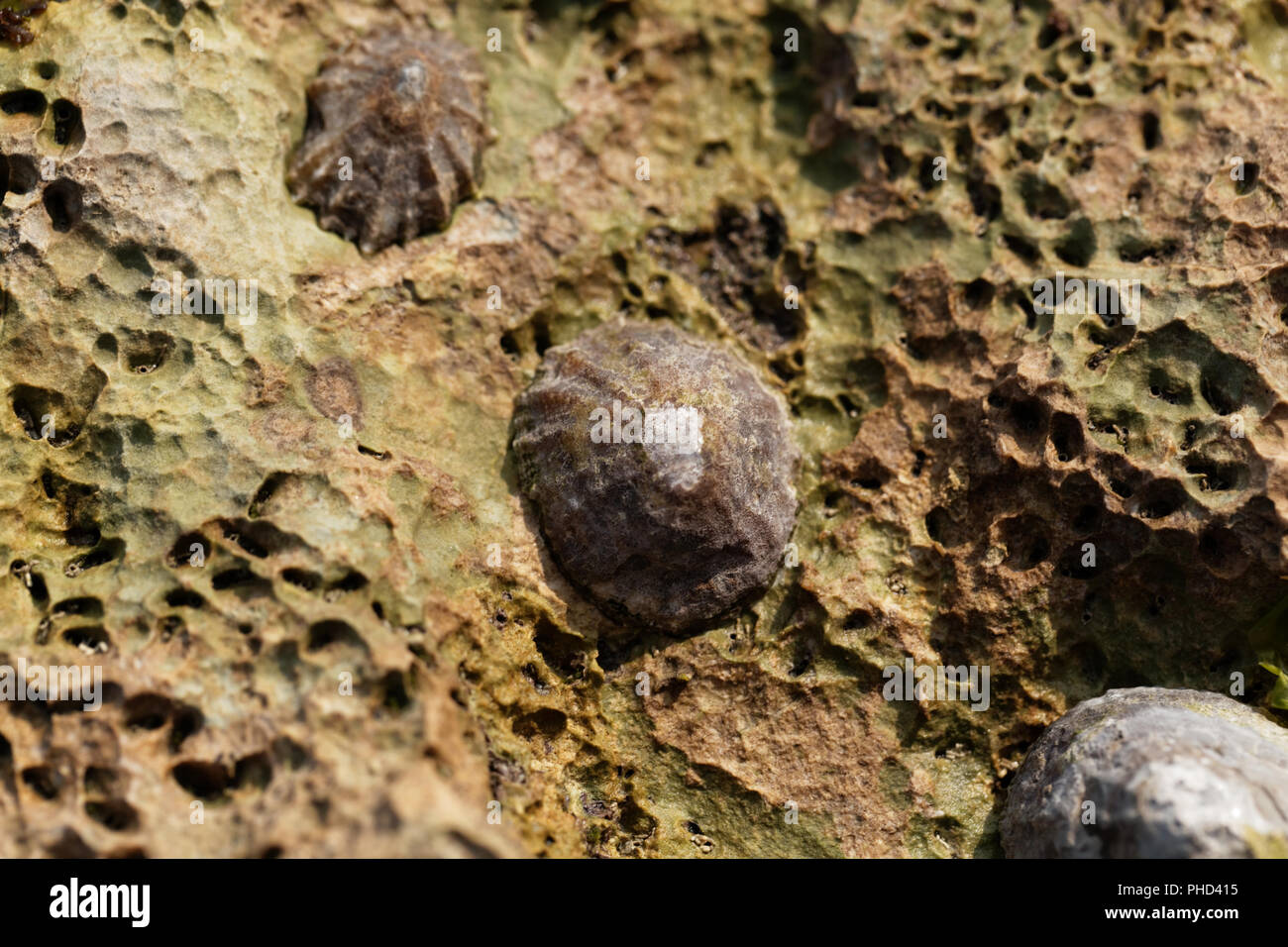 Common limpet caracol (Patella vulgata) sobre una roca. Foto de stock