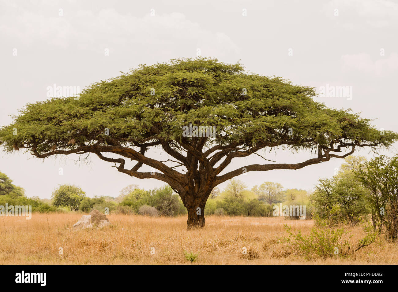 Acacia en la sabana fotografías e imágenes de alta resolución - Alamy