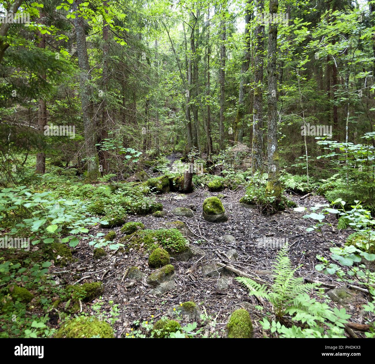 Borrado con piedras en un bosque sueco Foto de stock