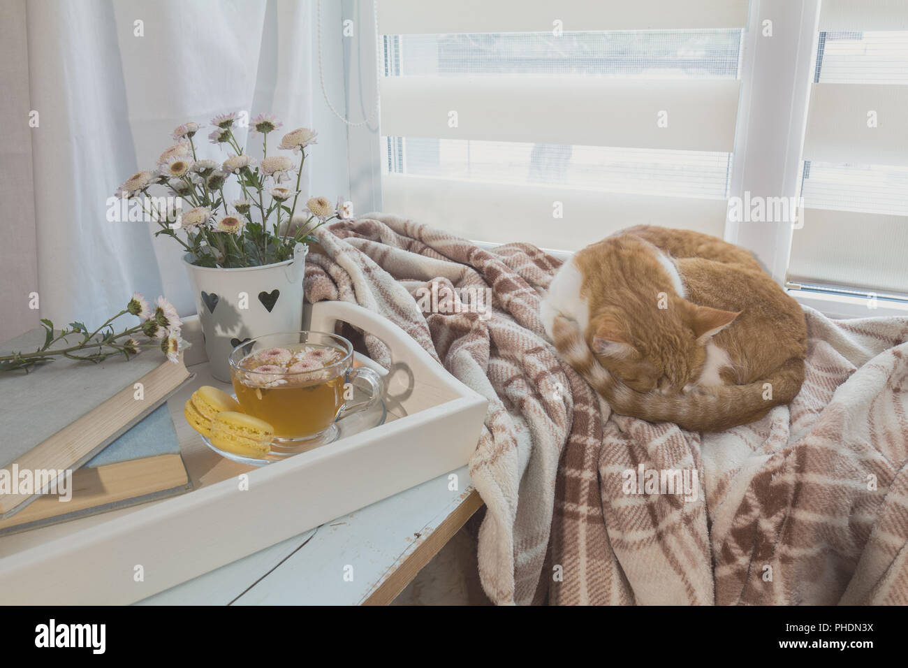 Sweet Home con flores, té y un gato Foto de stock