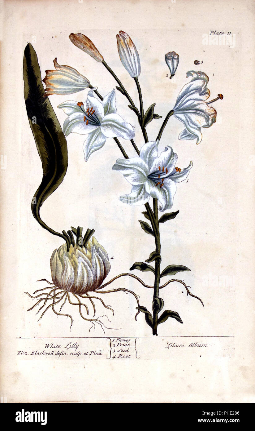 Ilustración de la flor, fruto, semilla y raíz de una planta de lirio blanco  Fotografía de stock - Alamy