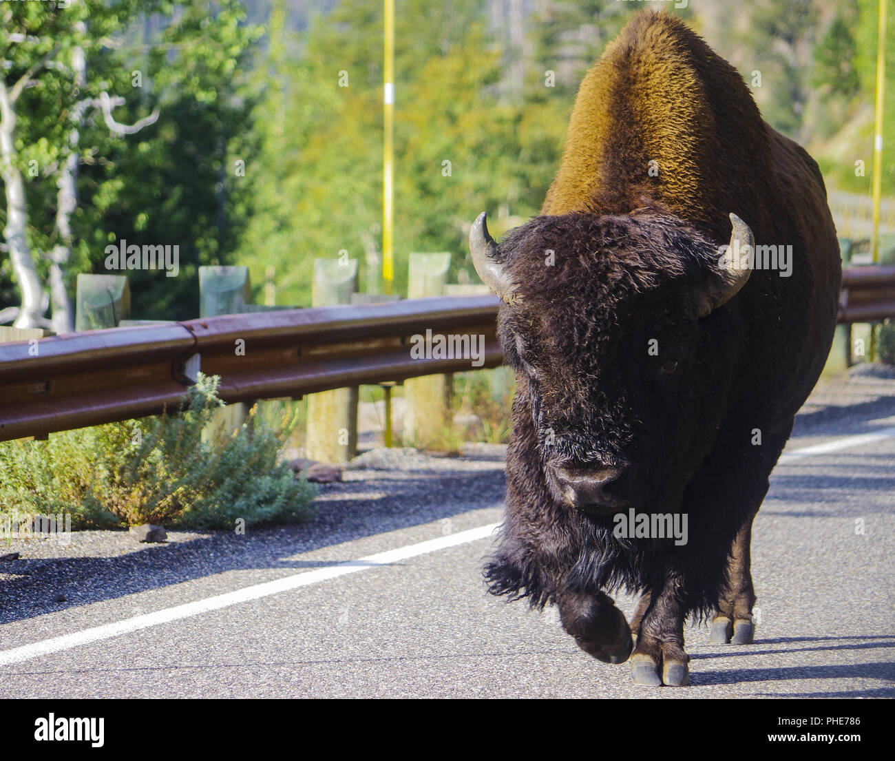 Bisontes americanos búfalo en el parque nacional Foto de stock