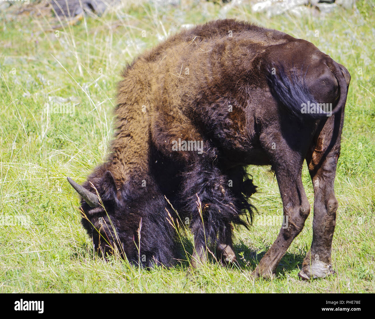 Bisontes americanos búfalo en el parque nacional en la hierba Foto de stock
