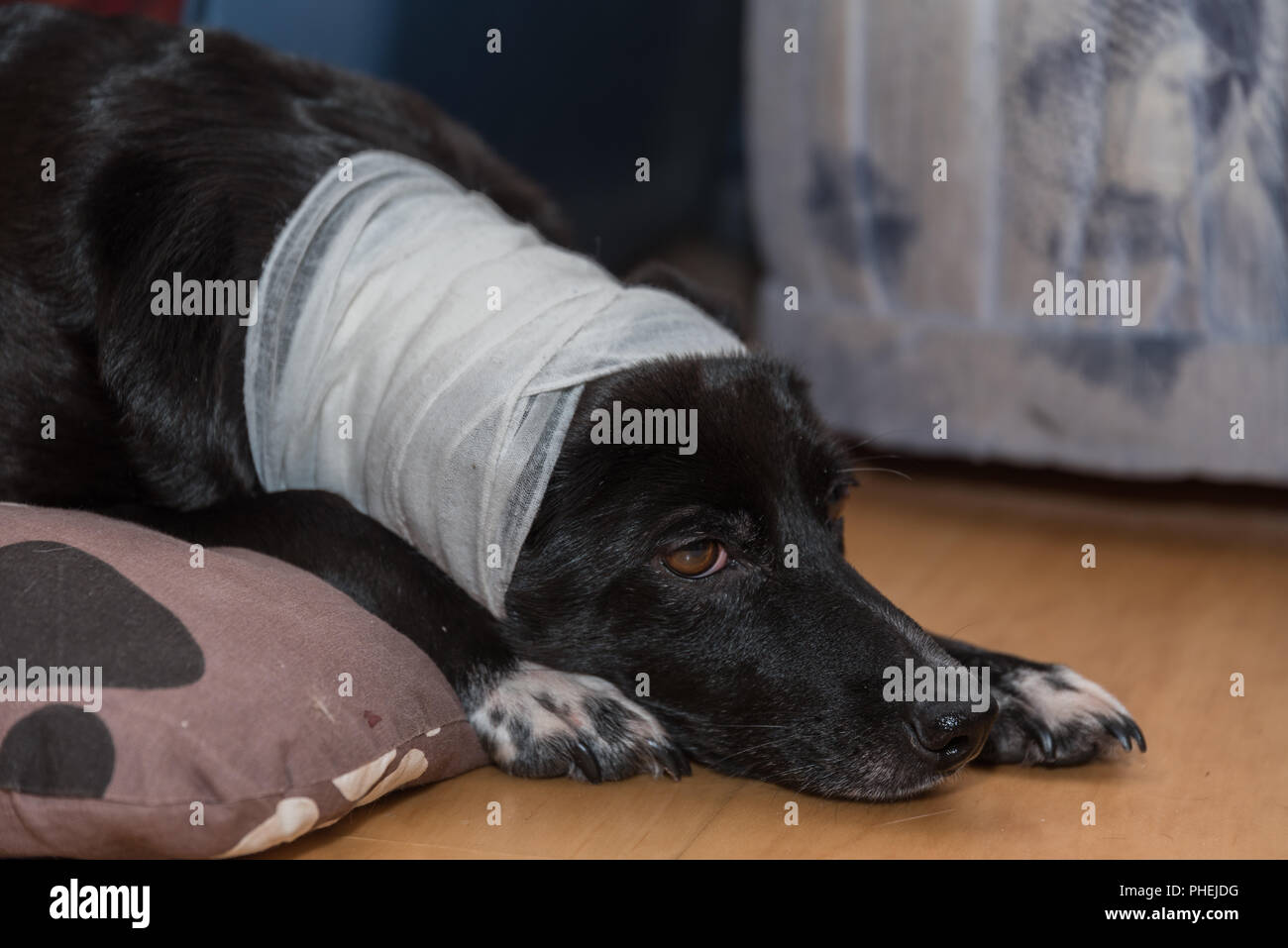 Fiel perro mirando con una herida en la cabeza Foto de stock