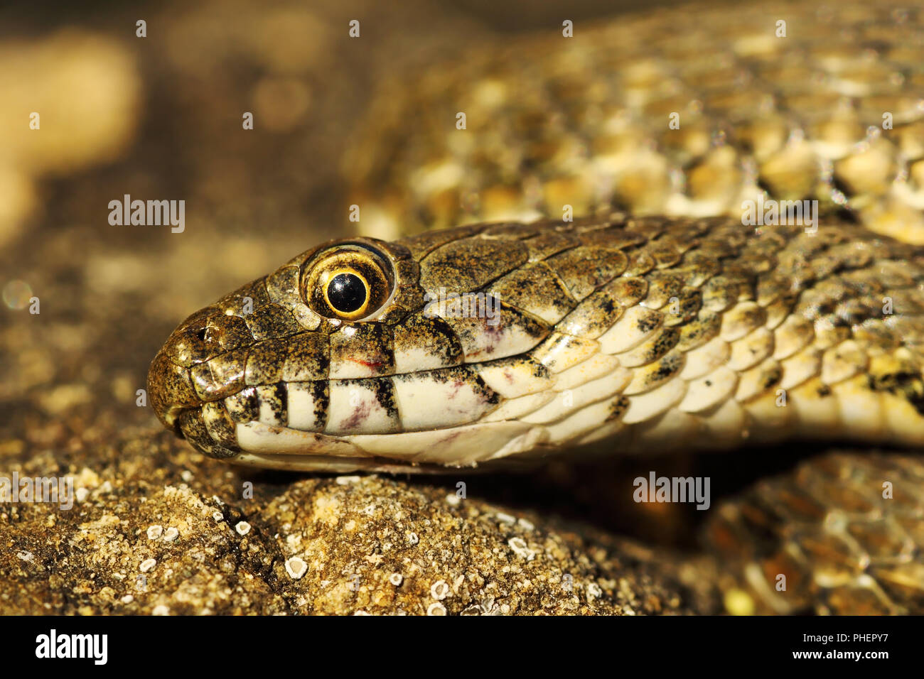 Detalle de la cabeza de serpiente dados ( Natrix tessellata ) Foto de stock