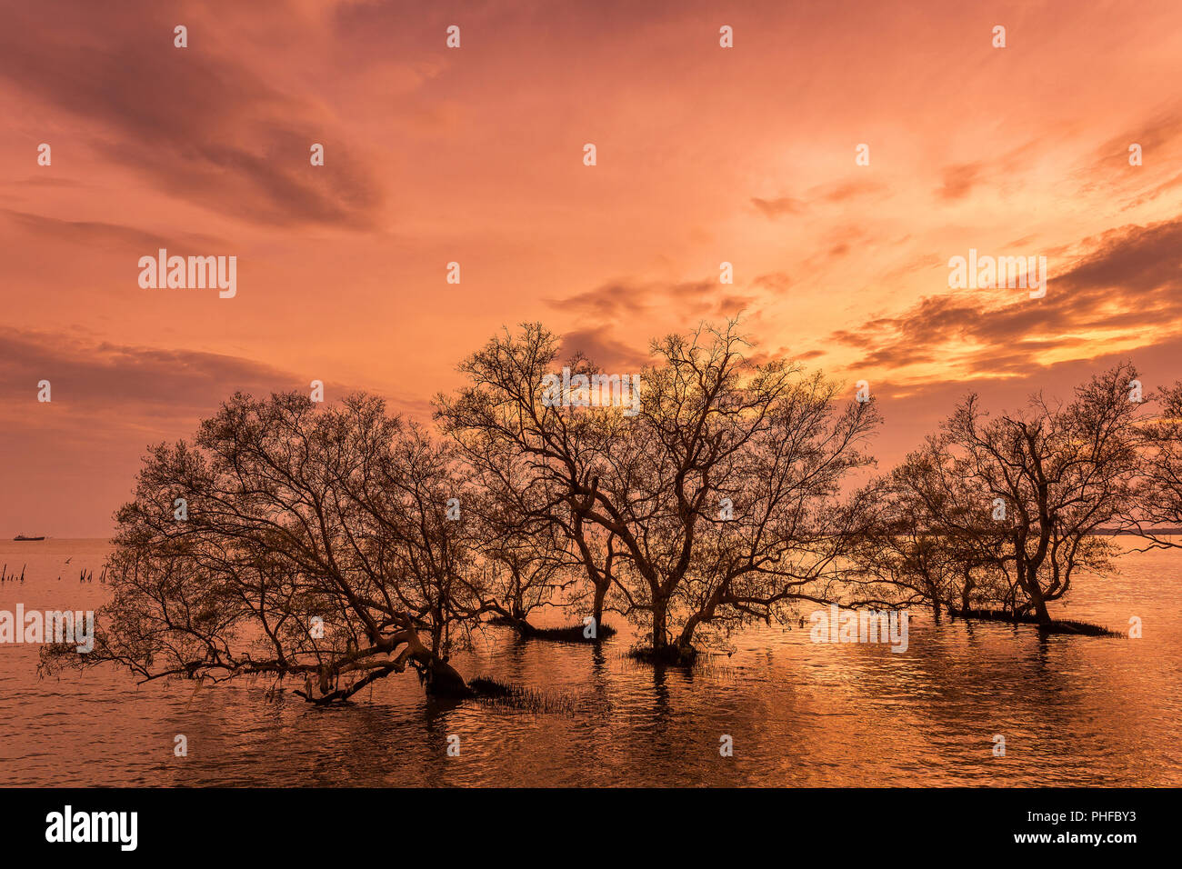 Grandes árboles en el agua cuando el amanecer / Puesta de sol en el bosque de manglar en la bahía de Tailandia mar tropical hermosa naturaleza antecedentes Foto de stock