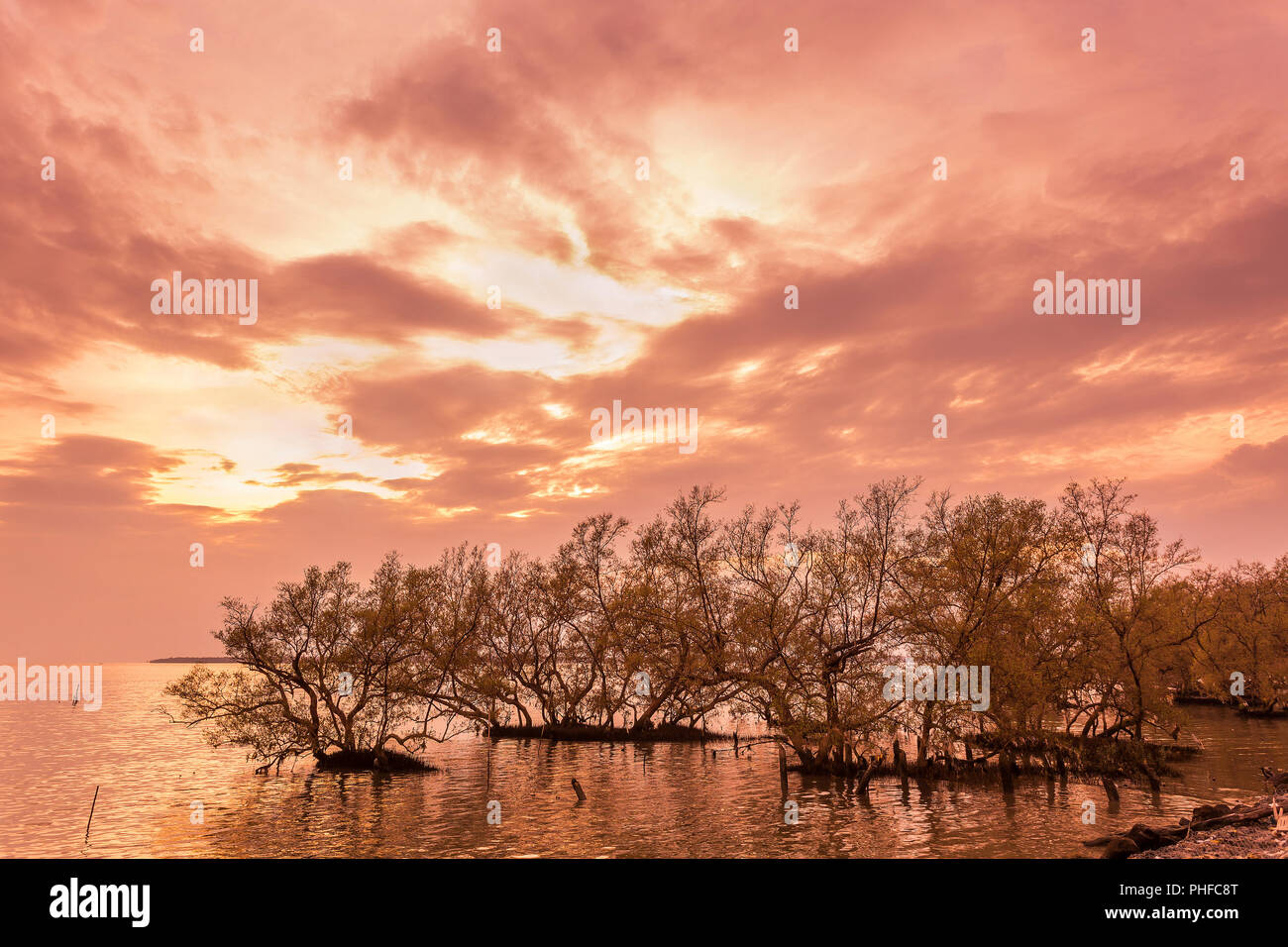 Grandes árboles en el agua cuando el amanecer / Puesta de sol en el bosque de manglar en la bahía de Tailandia mar tropical hermosa naturaleza antecedentes Foto de stock