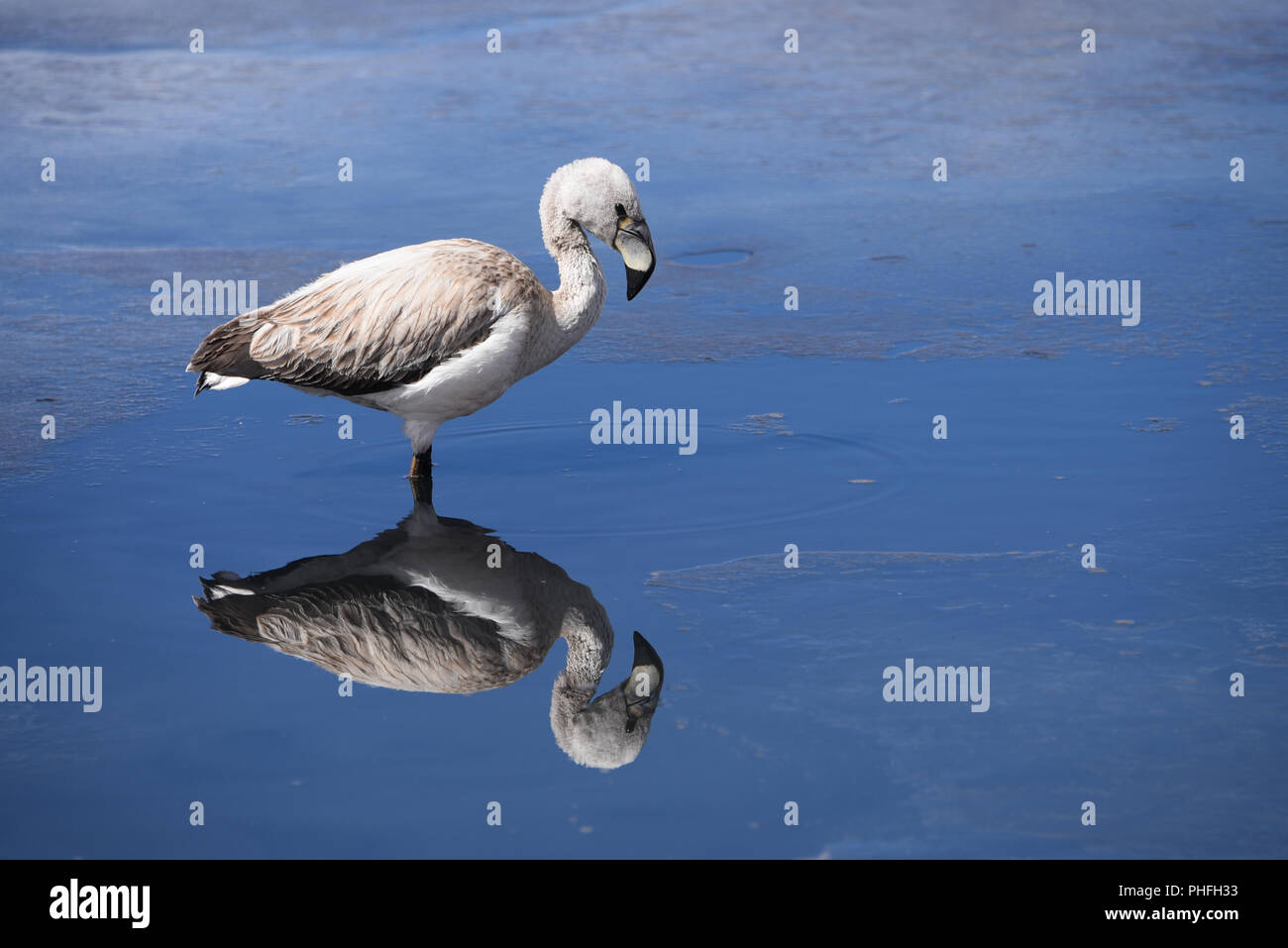 Un joven James's Flamingo se encuentra en las aguas de la Laguna Canapa congelado, en la provincia Sud Lipez, Uyuni, Bolivia Foto de stock