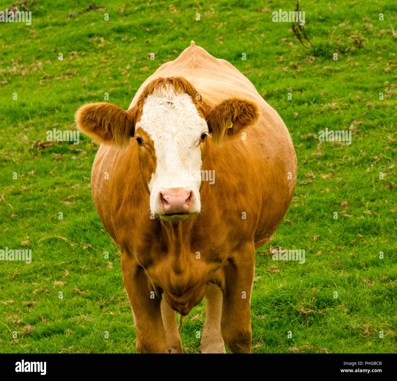 Cerca de jóvenes brown cow con cara blanca en campo, East Lothian, Escocia, Reino Unido Foto de stock