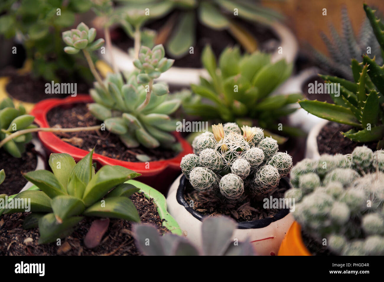 Muchas pequeñas macetas con plantas suculentas y cactus en casa. Varias pequeñas plantas de interior en macetas de fondo verde. Lindo jardín interior cerca borrosa Foto de stock