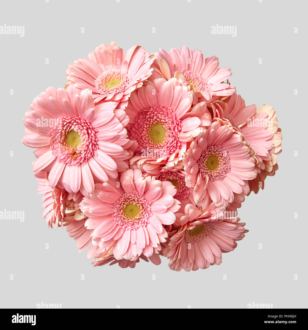 Bouquet de gerberas rosas sobre un fondo gris claro Fotografía de stock -  Alamy