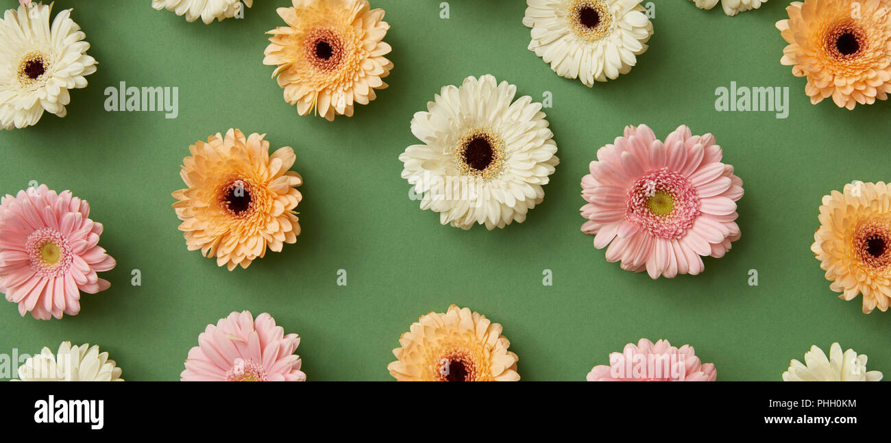 Patrón de flores de gerberas coloridas diferentes aislados en verde  Fotografía de stock - Alamy