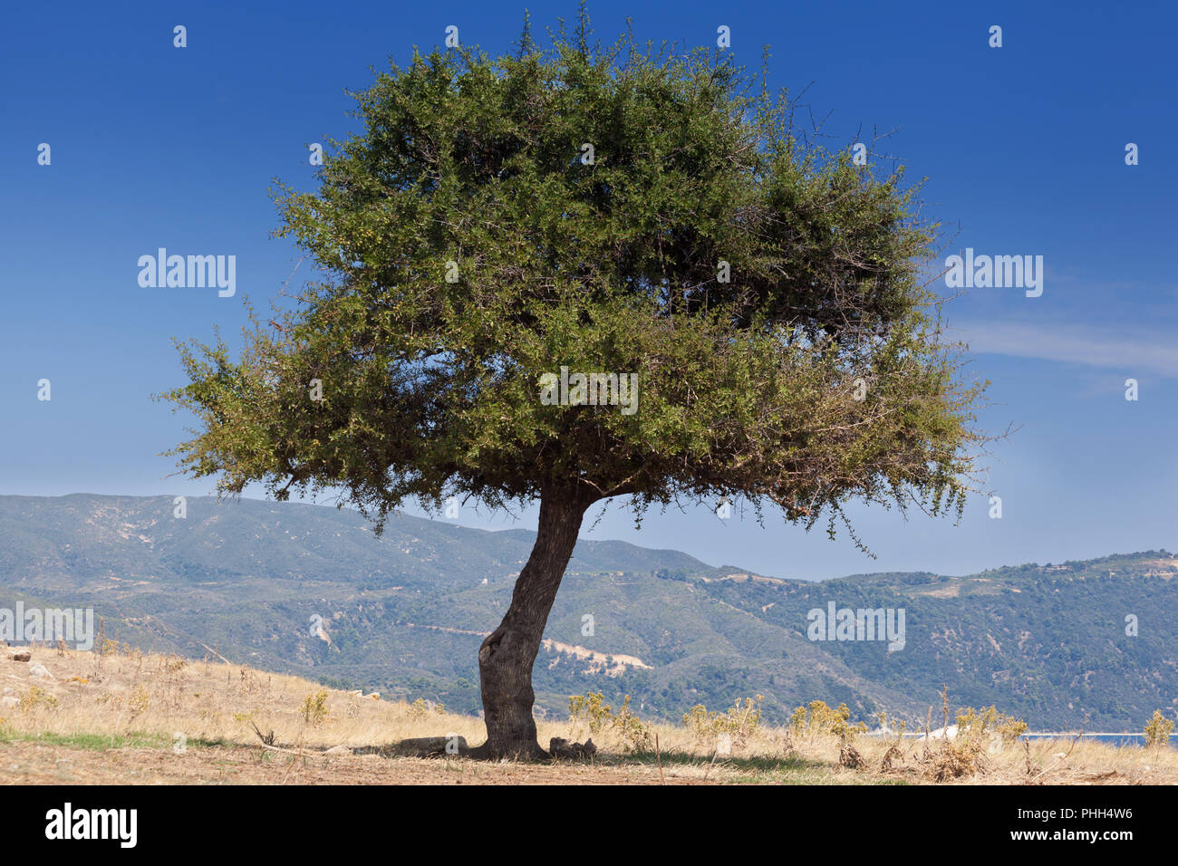Solitario árbol verde sobreviviendo en tierra seca Foto de stock