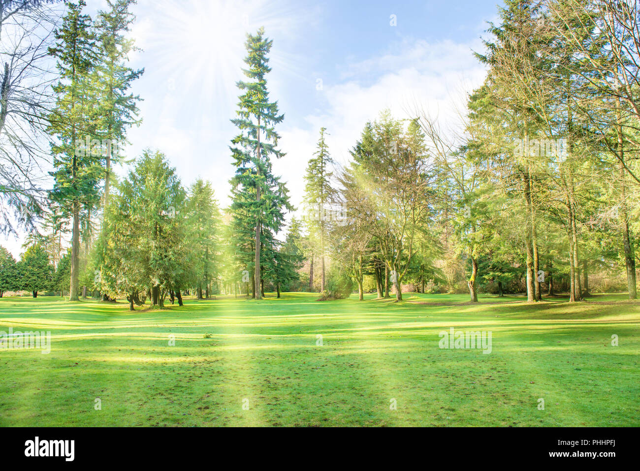 Sunny verde parque con árboles grandes Foto de stock