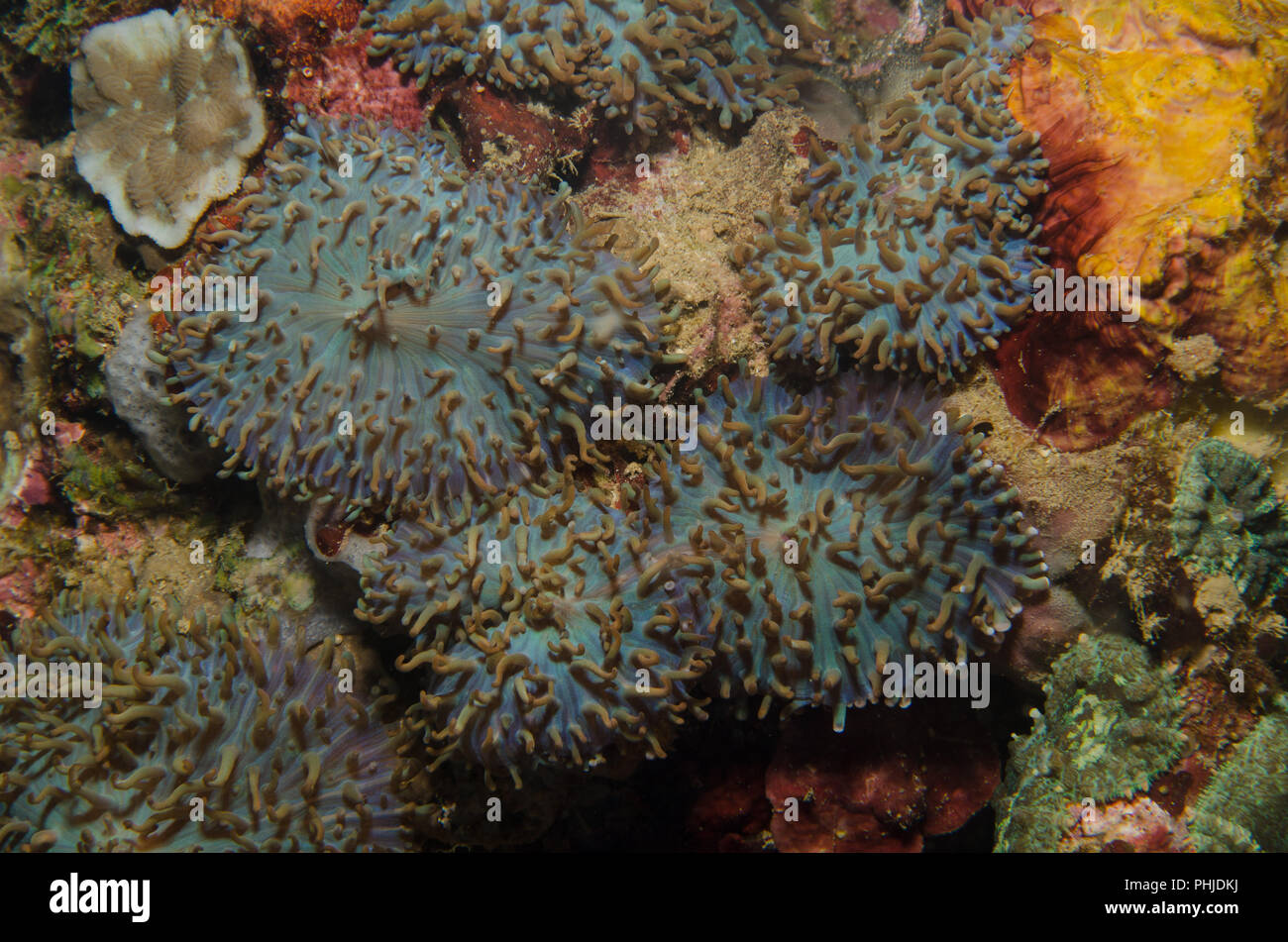 Anémona de disco , Discosoma sp., Actinodiscidae, Anilao, Batangas, Filipinas, el Mar de Filipinas, Océano Pacífico, Asia Foto de stock