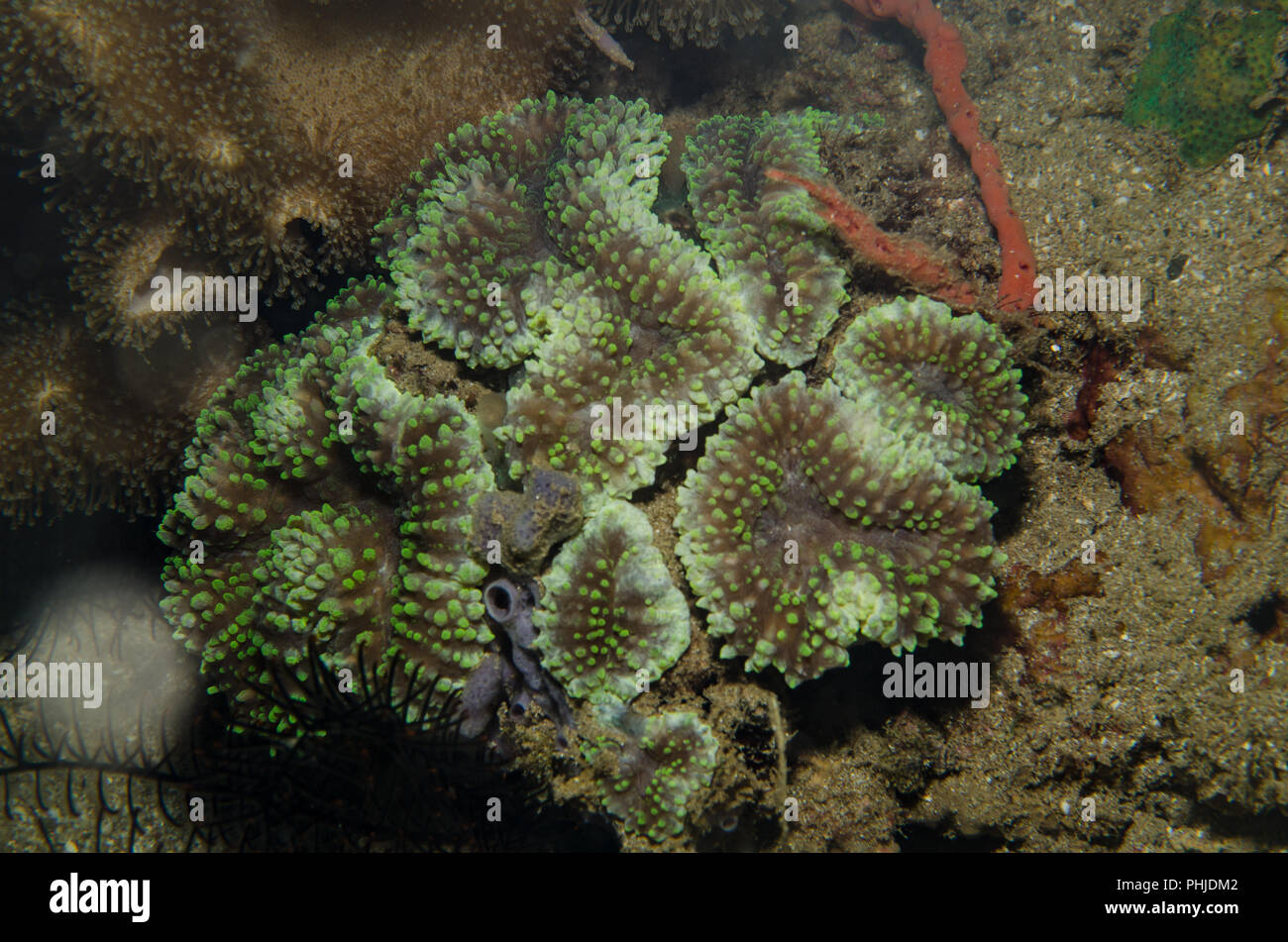 Anémona de disco , Discosoma sp., Actinodiscidae, Anilao, Batangas, Filipinas, el Mar de Filipinas, Océano Pacífico, Asia Foto de stock
