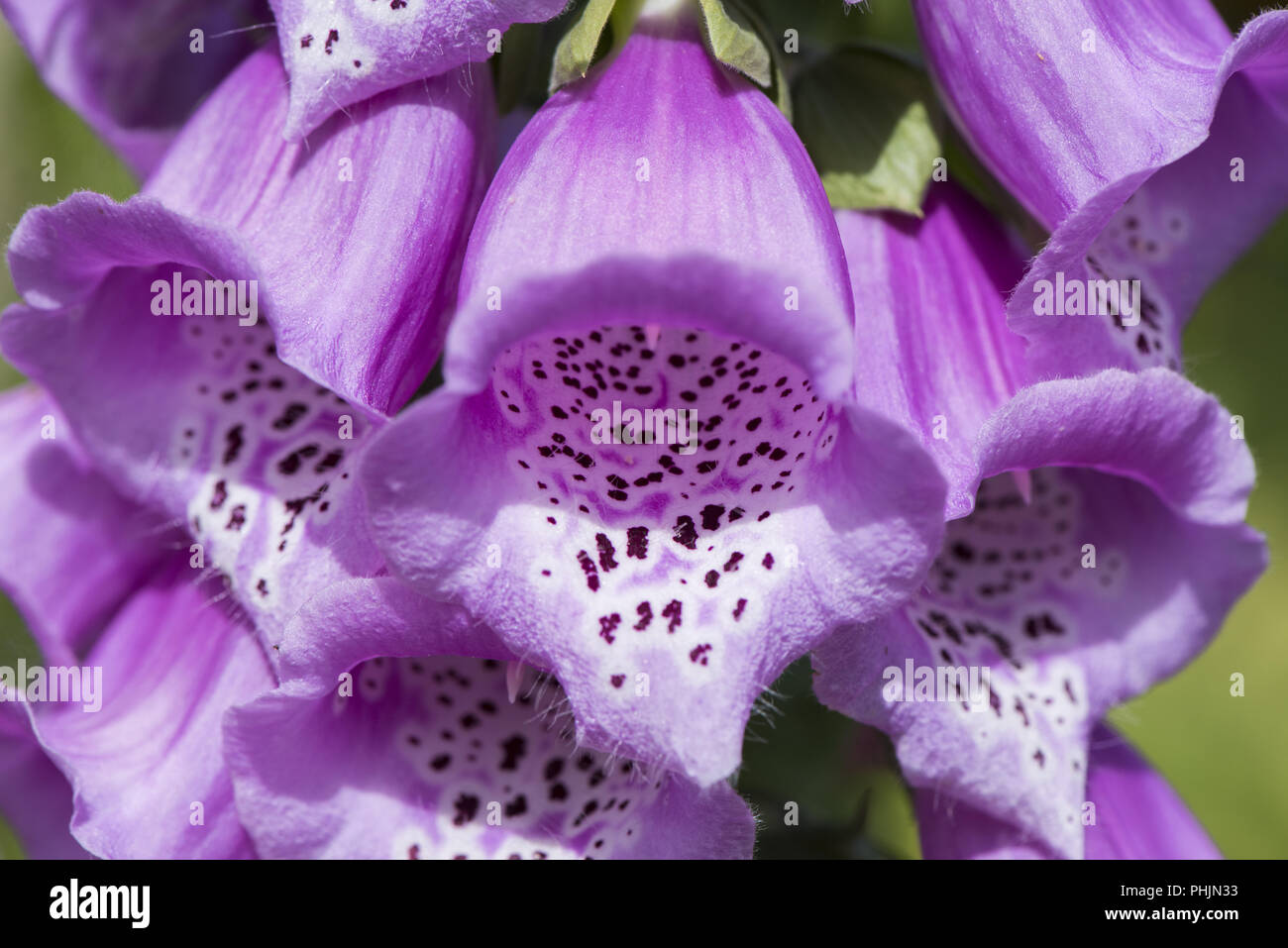 Floración de plantas medicinales foxglove digitalis purpurea Foto de stock