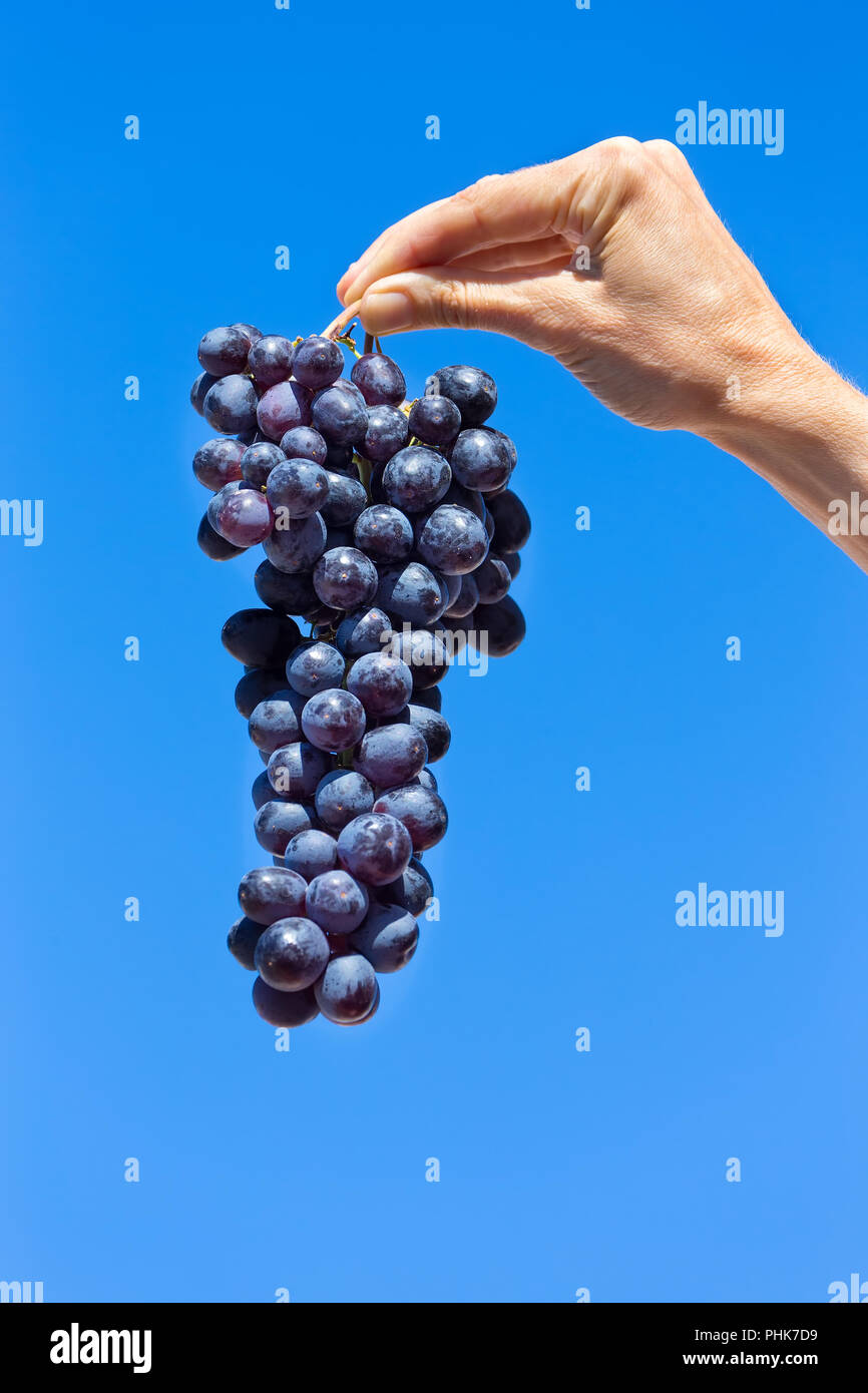 Asideros racimo de uvas azules en el cielo Foto de stock
