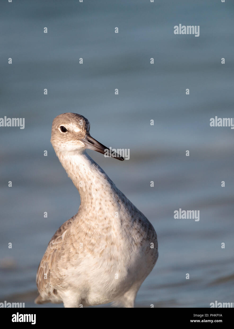 Willet Tringa semipalmata aves playeras a lo largo de la orilla del Clam Pass Foto de stock