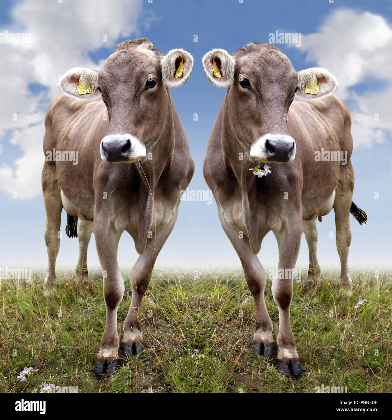 Dos bovinos fotogénicos en el pasto Foto de stock