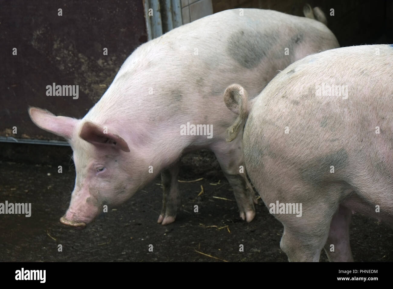 Dos cerdos domésticos en la puerta del establo Foto de stock