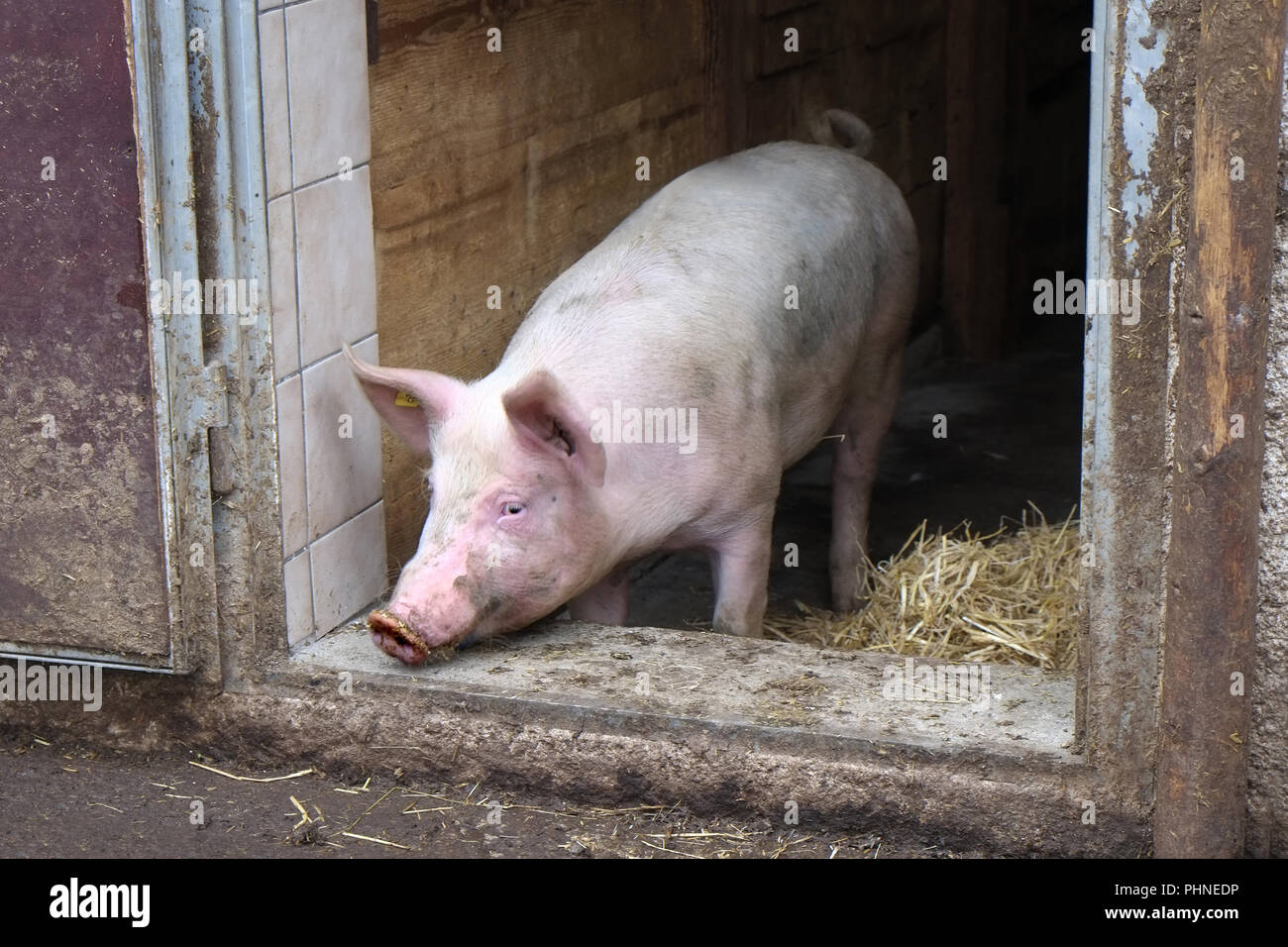 Cerdo doméstico en la puerta del establo Foto de stock