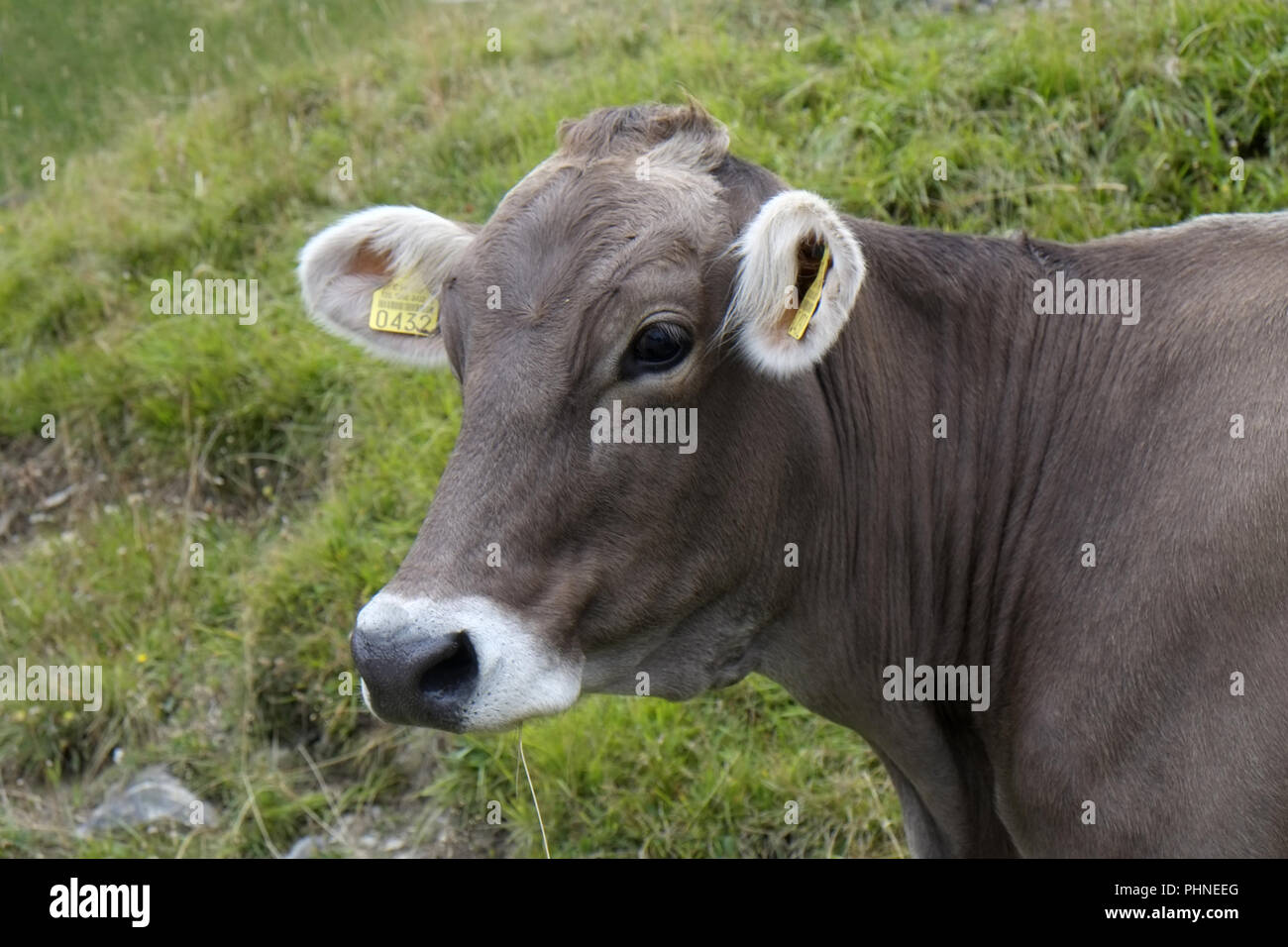 Vaca en una pastura alpina Foto de stock