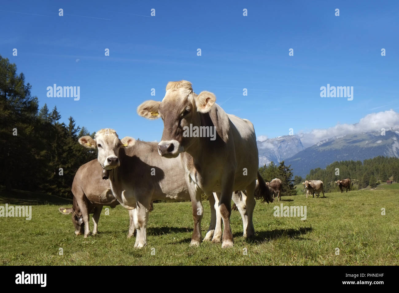 Rebaño de cascabel en la pastura alpina Foto de stock