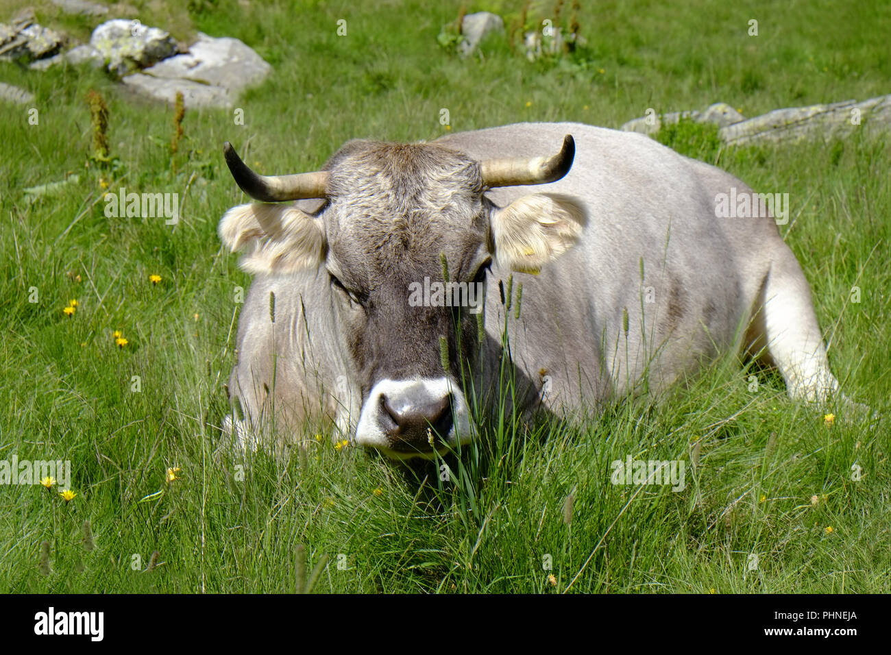 En el pasto de vaca Foto de stock