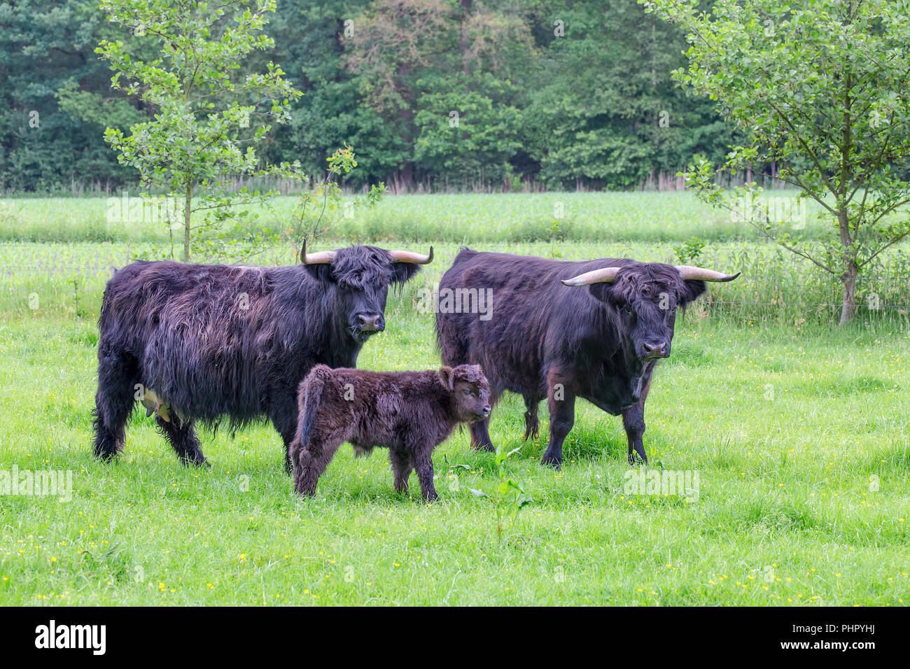 Familia escocesa negro montañeses en la primavera de pradera Foto de stock