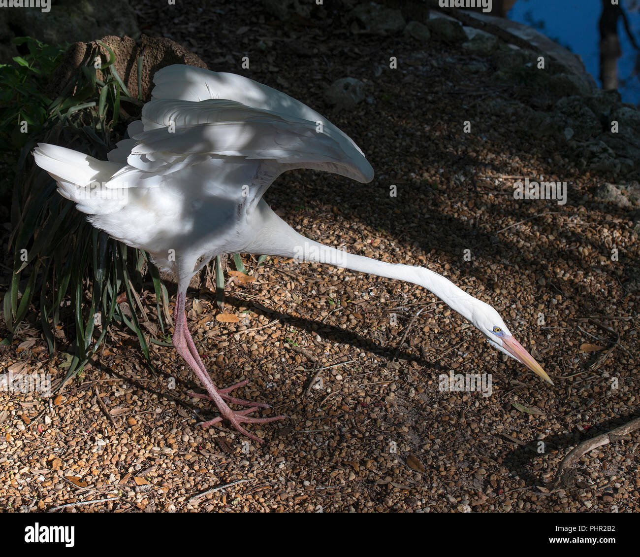 Garza blanca ave con sus alas extendidas en su entorno Fotografía de