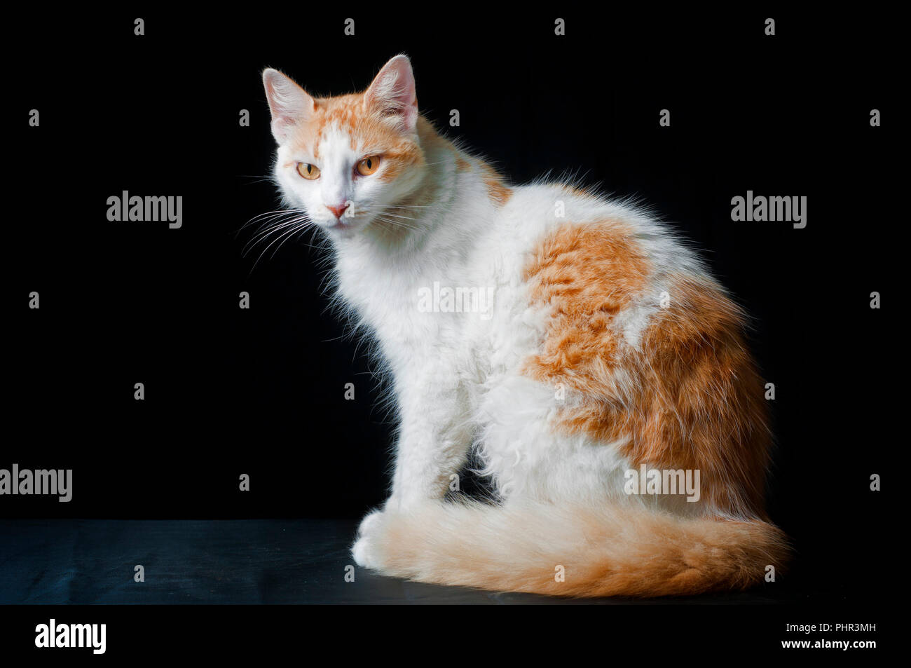 Gato amarillo y blanco fotografías e imágenes de alta resolución - Alamy