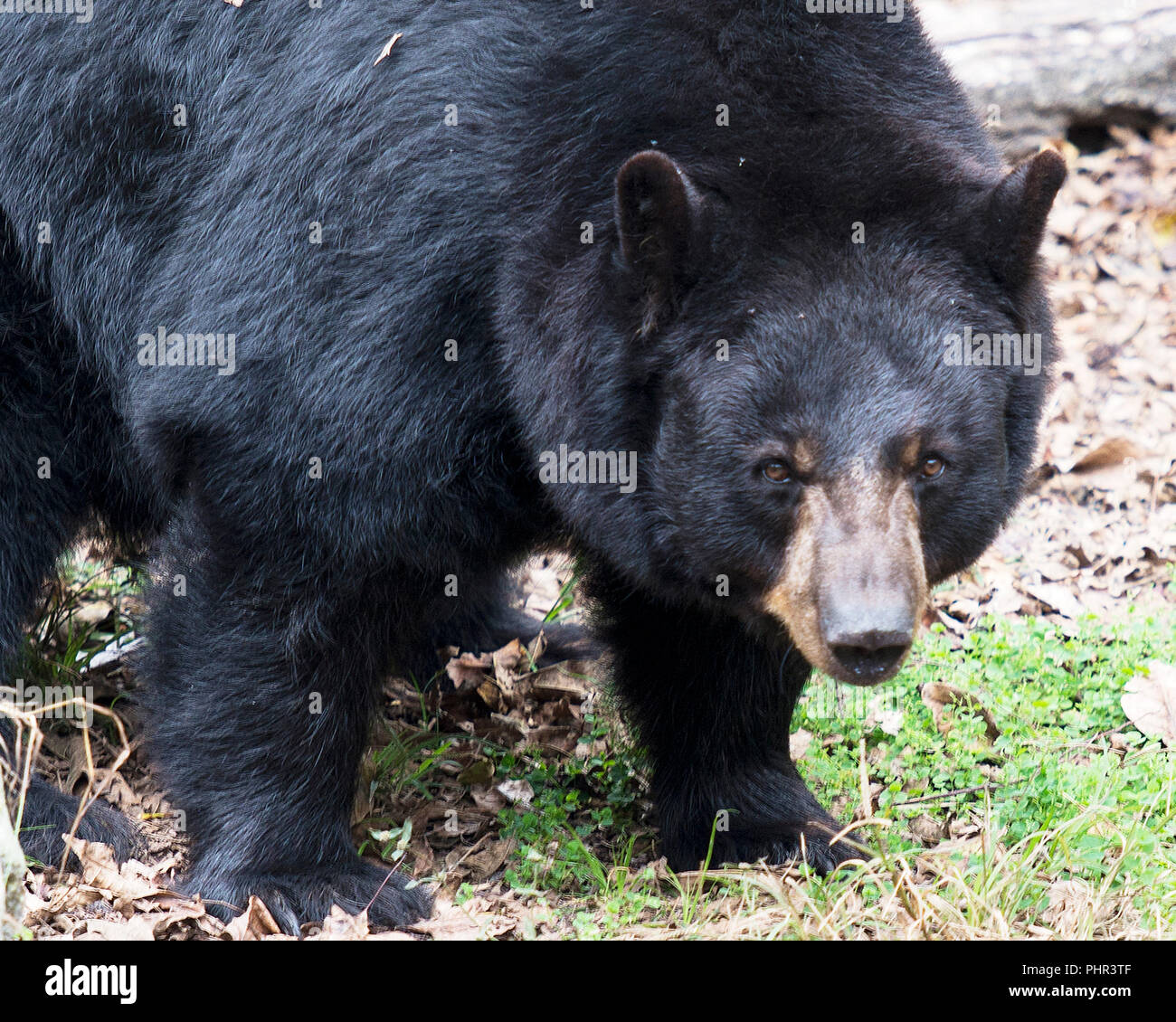 Vista de perfil de primer plano animal oso negro fotografías e imágenes de alta resolución - Alamy Vista de perfil de primer plano animal oso negro fotografías e imágenes de alta resolución - Alamy